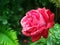 Red rose after a rain. Nature Ukraine.