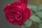 Red rose rainy photo with water drops in garden.