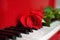 Red rose on red grand piano keys