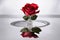 Red Rose on Reflective Table - A Symbol of Beauty and Elegance