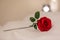 Red rose resting on a bed. Focus on the foreground. Romance in the bedroom. Flower with green stem