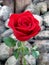 Red rose on the rock garden