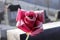 A red rose, Rosa, is last memory for losting some man or member of family. Rose is a beautiful gift. A red rose covered hoarfrost