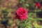 A red rose in the rose garden .it is looking a beauty queen from the all of rose in the rose garden