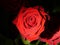 Red rose, rose petals, rose blossom,roses in dark background