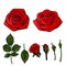 Red rose roses composition silhouette bouquet with black leaf leafs and bud, isolated on white vector clip art illustration