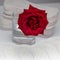 Red rose and sanitary pads. The concept of purity and freshness