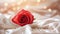Red rose on the silk bedsheet. Happy Valentine\\\'s Day greeting card concept.