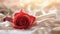 Red rose on the silk bedsheet. Happy Valentine\\\'s Day greeting card concept.