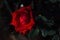 Red Rose- Single red rose growing with greenery in the dark background.