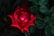 Red Rose- Single red rose growing with greenery in the dark background.