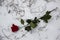 A red rose in the snow with the branches. Background. A winter day. Love. Romantic in the cloudy day. A rose with the green leaves