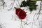 A red rose in the snow with the branches. Background. A winter day. Love. Romantic in the cloudy day. A rose with the green leaves