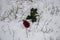 A red rose in the snow with the branches. Background. A winter day. Love. Romantic in the cloudy day. A rose with the green leaves