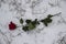 A red rose in the snow with the branches. Background. A winter day. Love. Romantic in the cloudy day. A rose with the green leaves