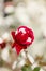Red rose in snow closeup. Selective focus.