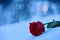 Red rose in snow. In a memory of the loved ones.