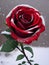 red rose in the snow. the white fluffy roses in the garden. beautiful nature, winter, AI Generated