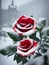 red rose in the snow. the white fluffy roses in the garden. beautiful nature, winter, AI Generated