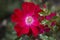 Red Rose in the Soldiers Memorial Gardens, Port Elliot