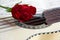 Red rose on a South American Charango