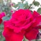 Red rose in spring