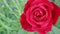 Red rose in spring garden