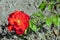 Red rose in summer garden. Diseases leaves spot Cercospora on plant