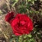 Red Rose in sunshine.