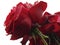 The red rose is a symbol of love, desire, passion and deep affection.