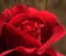 Red Rose, Tess of the d`Urbervilles