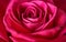 Red rose texture, petals closeup