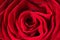 Red rose texture, petals closeup