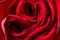 Red rose texture, petals closeup