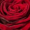 Red rose texture, petals closeup