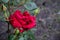 Red rose with three unblown buds covered with drops of dew.