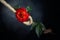 Red rose is tied with a rough rope. The concept of slavery or hostage, restriction of freedom