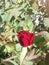 Red rose to good purpose flowers in love simbol