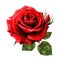 Red rose on transparent background For the day of love and Valentine\\\'s Day