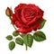 Red rose on transparent background For the day of love and Valentine\\\'s Day