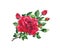 Red rose twig with flowers, leaves, buds. Floral watercolor blooming