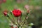 Red rose type La Belle Rouge in the rosarium in Boskoop