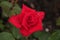 Red Rose type named pride of England in close-Up isolated from a rosarium in Boskoop the Netherlands.