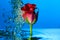 A red rose under water