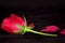 Red rose valentine gift, love propose decoration