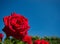Red rose with velvety and soft blossom against a blue sky