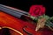 Red Rose and Violin Viola