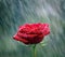 Red rose with waterdrops into the rain