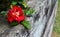 Red rose on weathered wood