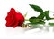 Red rose and wedding rings